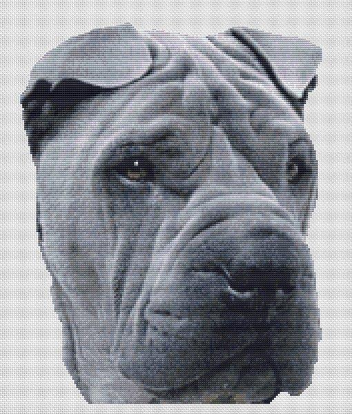 (image for) Blue Shar Pei